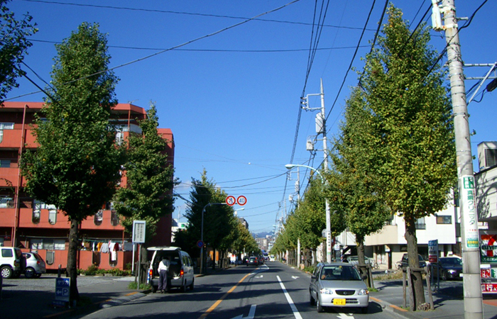 街路樹剪定